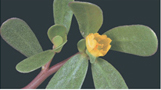 Purslane