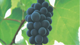 Grape